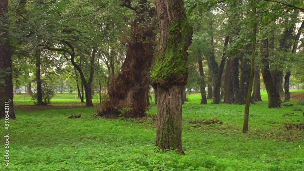 Late Spring In Hoia Forest In Cluj-Napoca, Romania - Beautiful Green ...