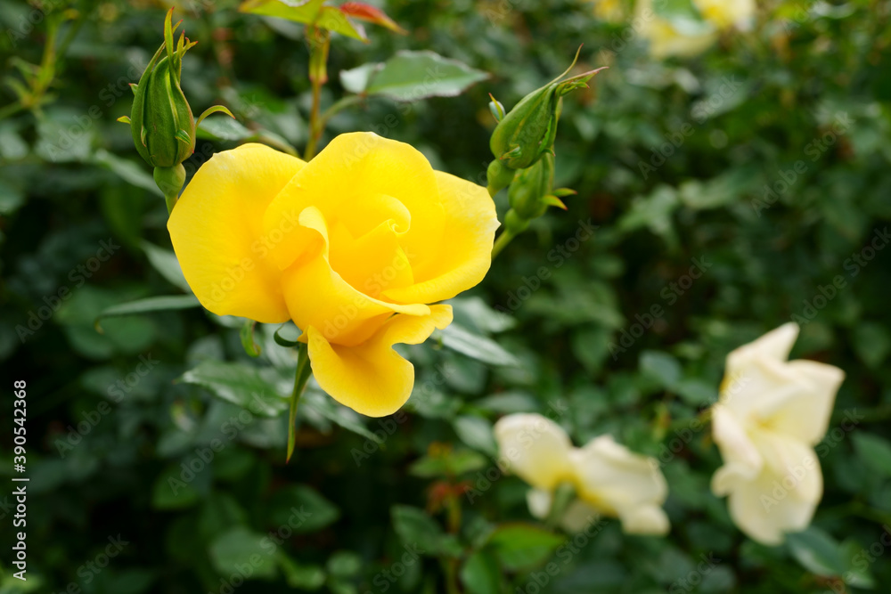 Close-up of a beautifully blooming rose named Close-up of a beautifully blooming rose named