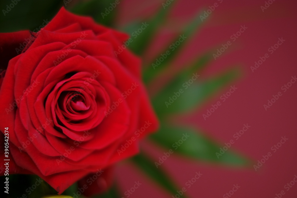 Red rose close-up on a  red background.Valentine's day greeting card. Floral card with bright red flower.Wedding day, mother's day and women's day.copy space.