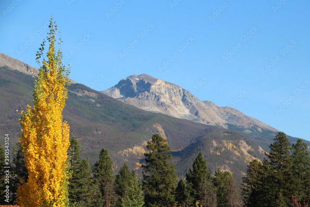 Autumn In Front Of The Mountains, Jasper National Park, Alberta