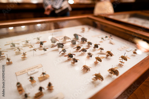 Canvastavla conservation and restoration of insect specimens in the collection box