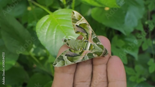 Vdo. view of a Oleander Hawk-Moth (Daphnis nerii) perching on hand with green nature blurred background.