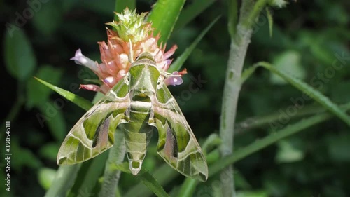 Vdo. view of a Oleander Hawk-Moth (Daphnis nerii) perching on leaf with green nature blurred background.