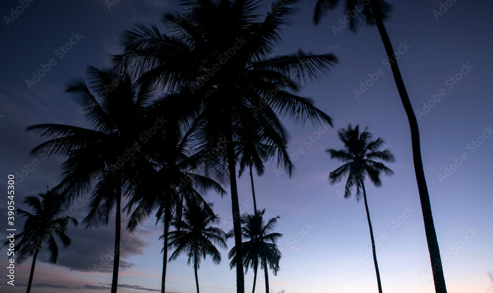  coconut tree farm in India