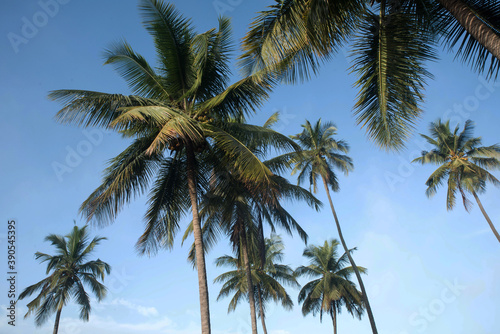  coconut tree farm in India