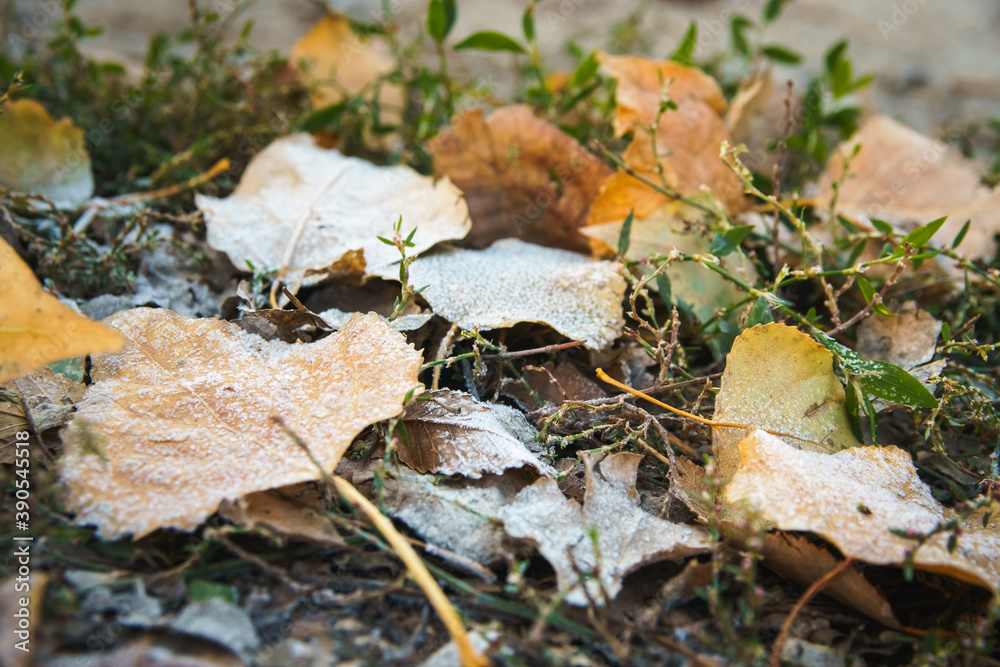 Fallen leaves on autumn frozen grass. Early frosts concept.