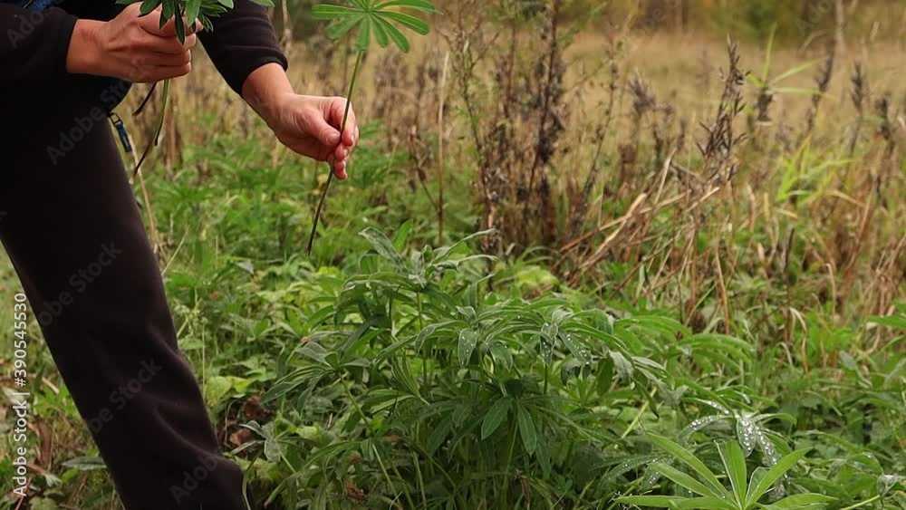 Girl look to beautiful lupine leaves with dew drops. Female hands collecting leaves for herbarium on natural background. Girl look to beautiful lupine leaves with dew drops. Female hands collecting leaves for herbarium on natural background.