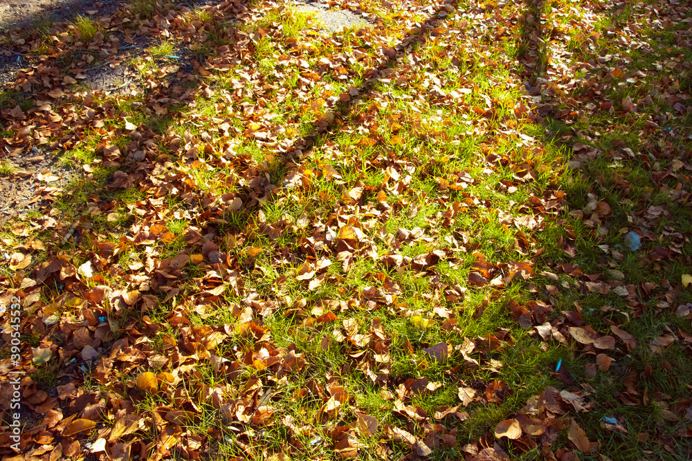 Green grass and fallen leaves in autumn time. September mood. Green grass and fallen leaves in autumn time. September mood.