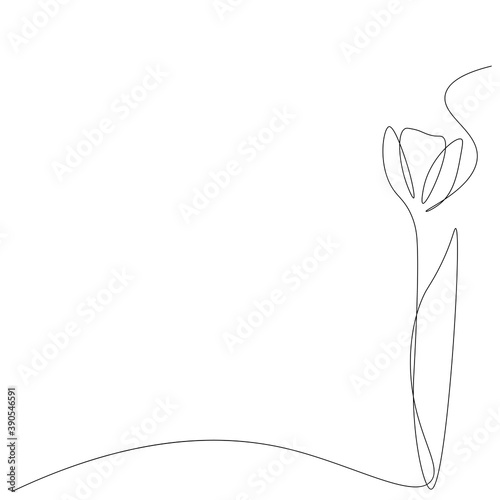 Tulip flower on white background. Vector illustration