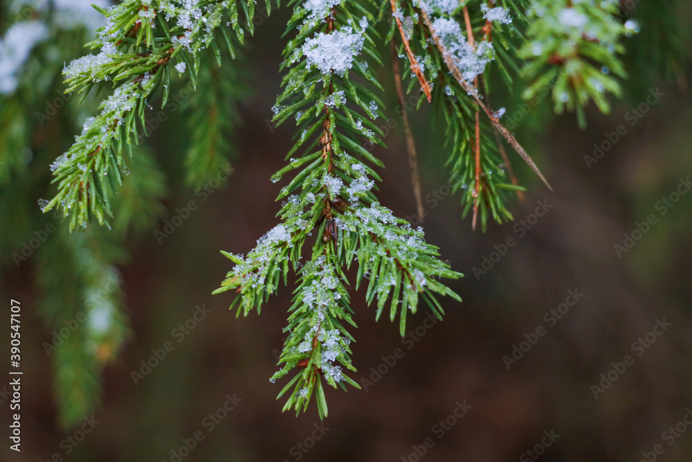 Fototapeta premium Young green spruce branch with snow.