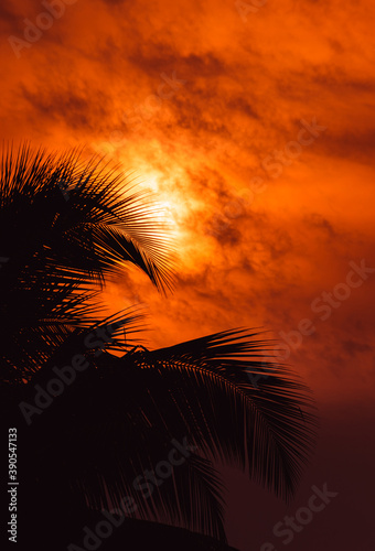 Dark palm tree leaves against beautiful orange colors on the background sky 