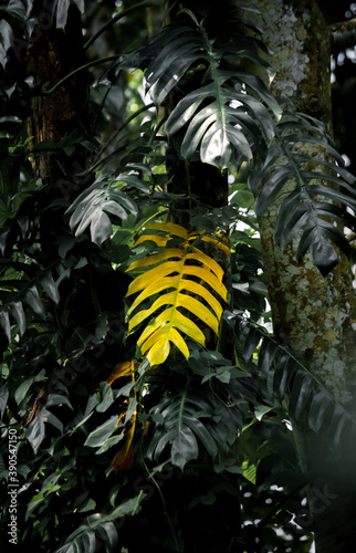 Fototapeta Naklejka Na Ścianę i Meble -  Big yellow leaf standing out from the rest of the other leaves in the jungle.