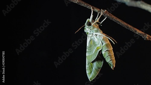 Vdo. view side of a new born Oleander Hawk-Moth (Daphnis nerii) perching on dry branch with black background.