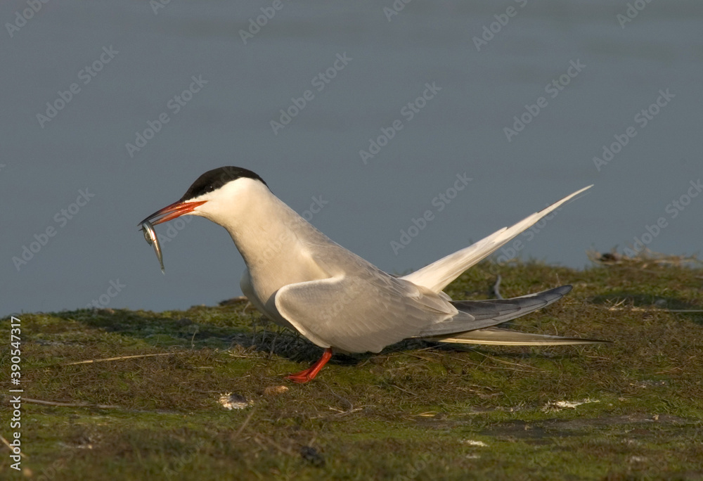Obraz premium Common Tern, Visdief, Sterna hirundo