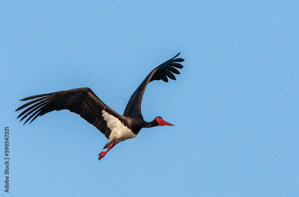 Naklejka premium Black Stork, Ciconia nigra