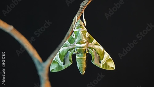 Vdo. view of a new born Oleander Hawk-Moth (Daphnis nerii) perching on dry branch with black background.