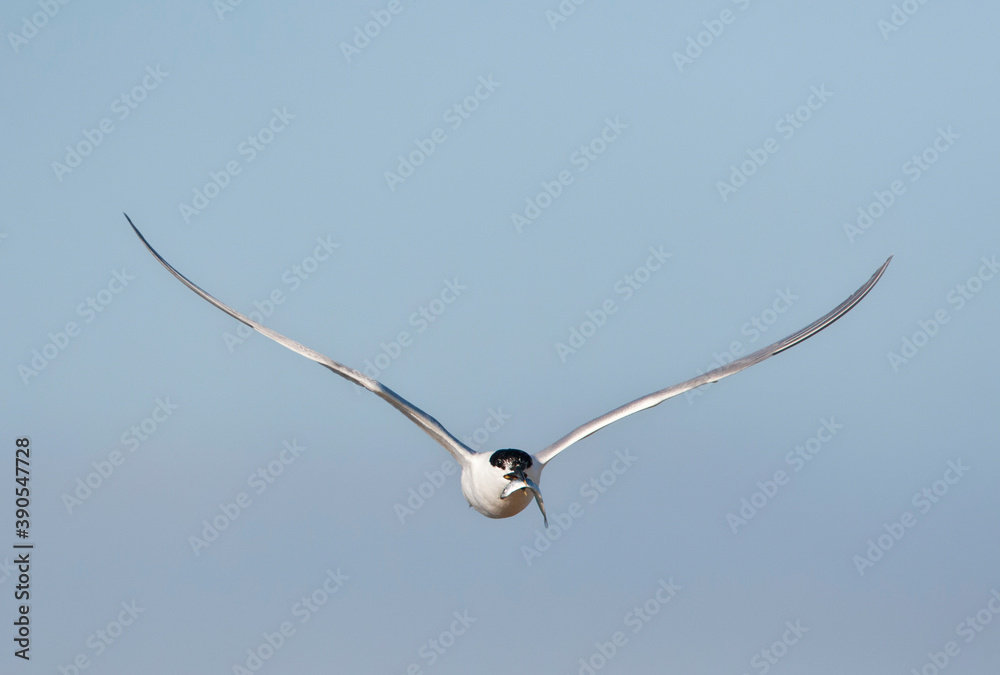 Grote stern, Sandwich Tern, Sterna sandvicensis