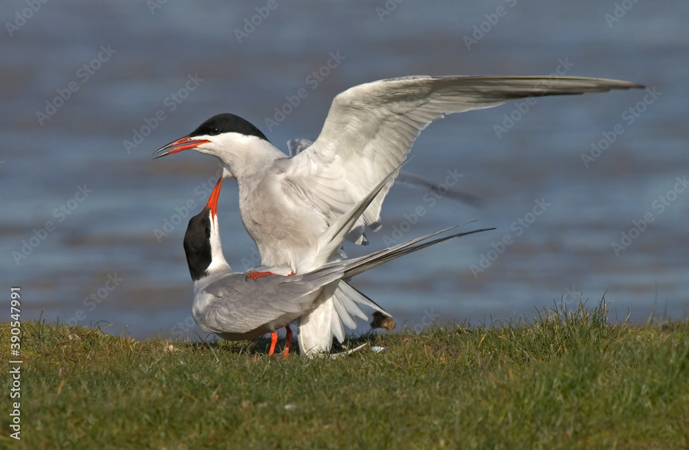 Common Tern, Visdief, Sterna hirundo Common Tern, Visdief, Sterna hirundo