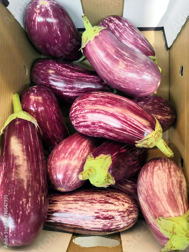 Regular Eggplant Vegetables at the Farmers Market