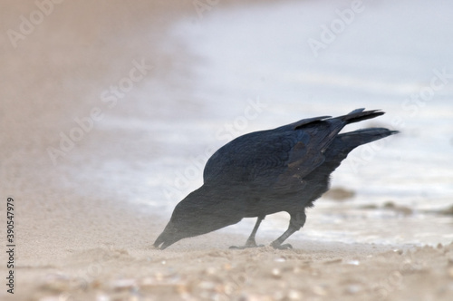 Carrion Crow, Zwarte Kraai, Corvus corone photo