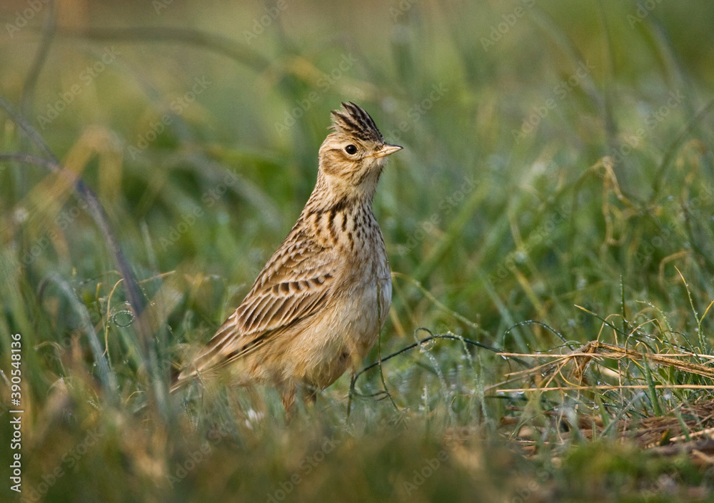 Veldleeuwerik, Eurasian Skylark, Alauda arvensis Veldleeuwerik, Eurasian Skylark, Alauda arvensis