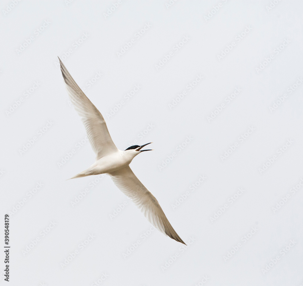 Grote stern, Sandwich Tern, Sterna sandvicensis Grote stern, Sandwich Tern, Sterna sandvicensis