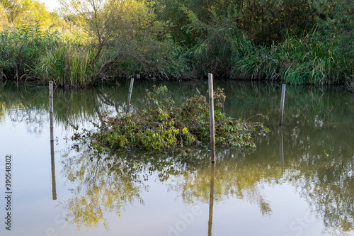 秋の麻機遊水地 柴揚げ漁 枝葉を池に沈めて魚が巣篭もりするのを待つ 静岡市