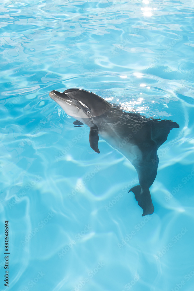 Obraz premium view of nice bottle nose dolphin swimming in blue crystal water