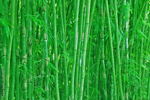Fototapeta Naklejka Na Ścianę i Meble -  Bamboo garden pattern texture background.