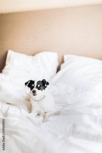 Jack russell terrier in a clean white bed