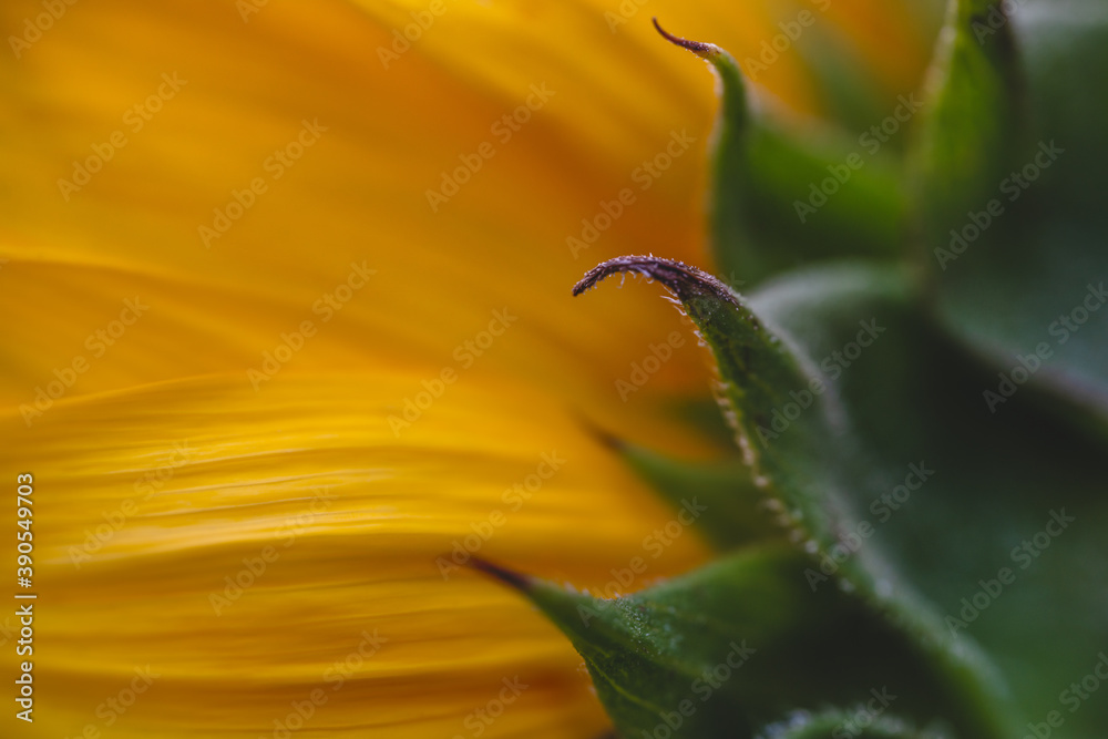 Abstract floral background of sunflower petals extremely close up Abstract floral background of sunflower petals extremely close up