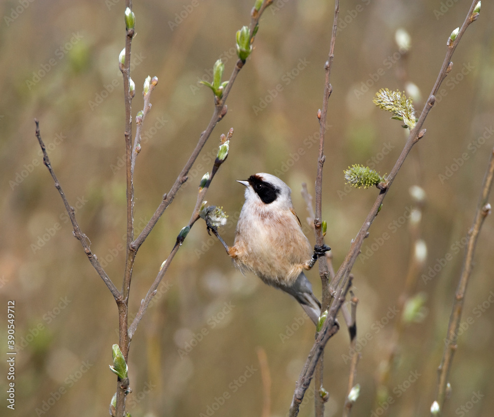Naklejka premium Buidelmees, Eurasian Penduline Tit, Remiz pendulines