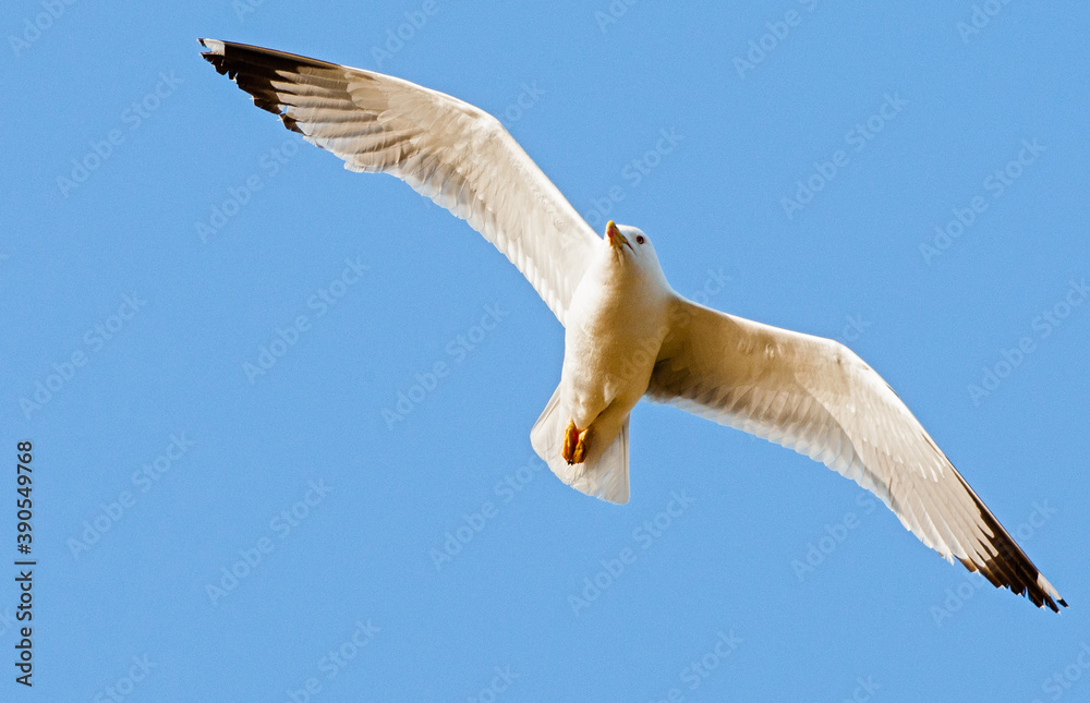 Obraz premium Yellow-legged Gull, Larus michahellis michahellis