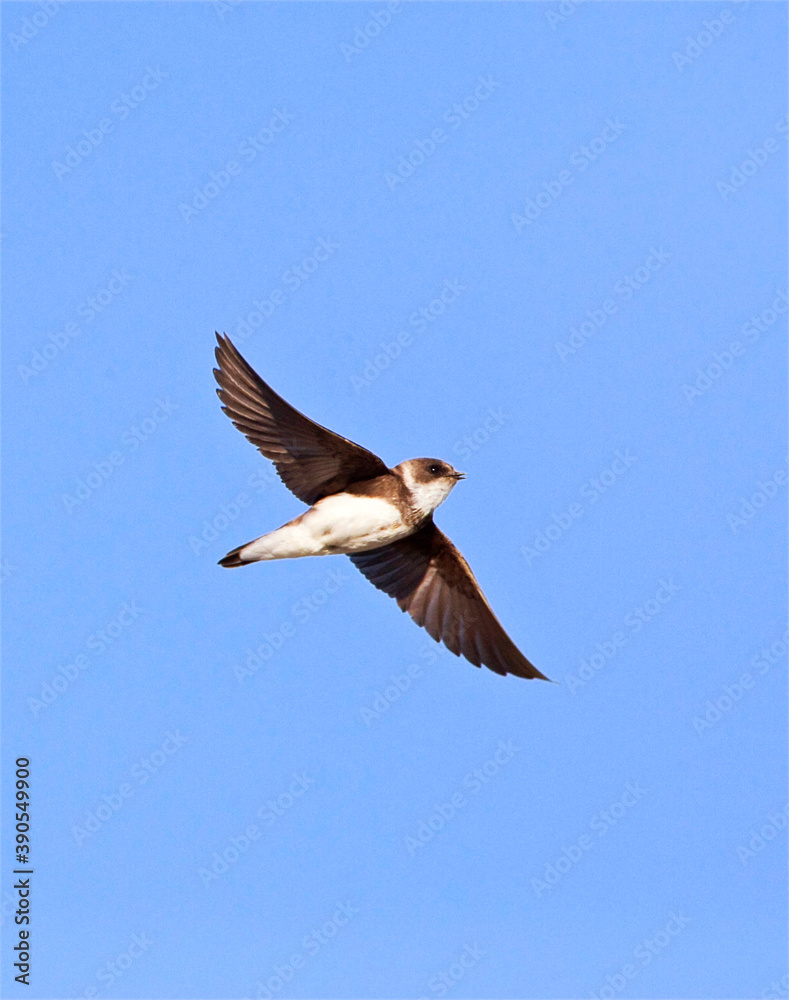 Oeverzwaluw, Sand Martin, Riparia riparia Oeverzwaluw, Sand Martin, Riparia riparia