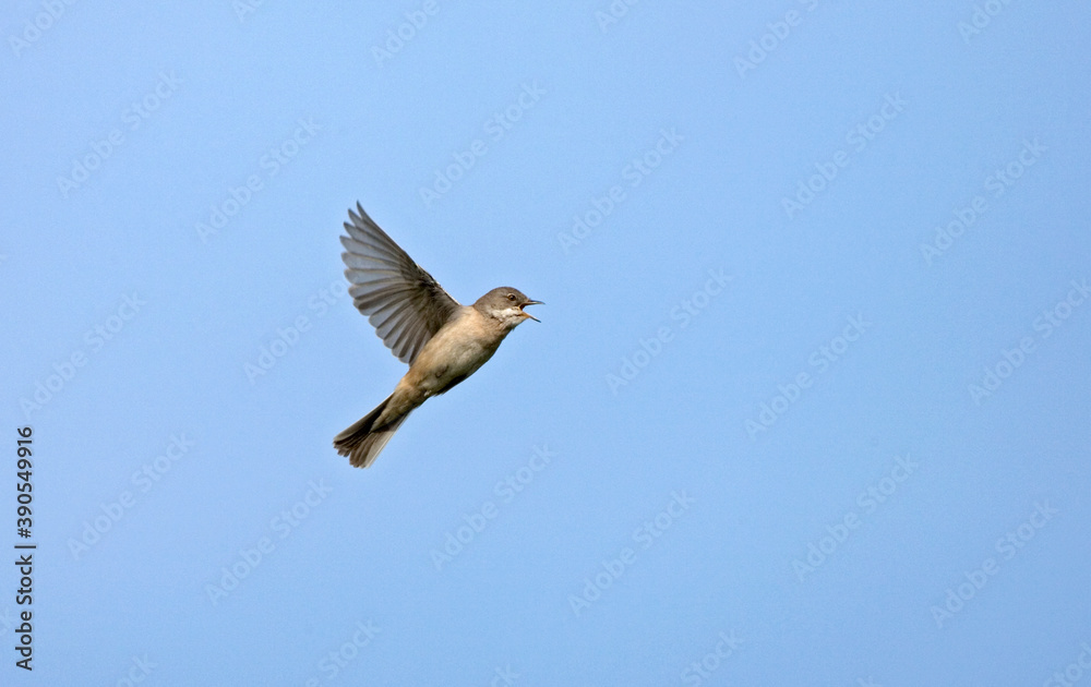 Common Whitethroat, Grasmus, Sylvia communis Common Whitethroat, Grasmus, Sylvia communis