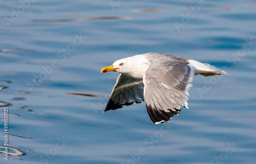 Yellow-legged Gull, Larus michahellis michahellis