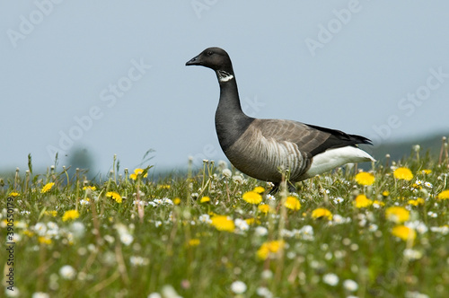 Quadro su tela Dark-bellied Brent Goose, Rotgans, Branta bernicla