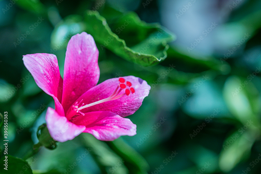 Close up pollen Hibiscus flower.Selective focus pink Hibiscus flower bloom in the garden. Close up pollen Hibiscus flower.Selective focus pink Hibiscus flower bloom in the garden.