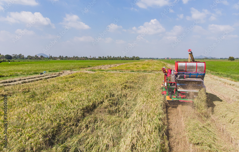 Harvester machine to harvest rice field working from aerial view in Thailand. Harvester machine to harvest rice field working from aerial view in Thailand.