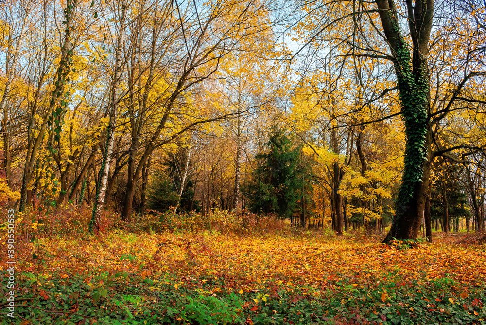 sunny autumn landscape in the woods. branches in colorful foliage. ground covered with fallen leaves. seasonal change of nature. warm and dry weather