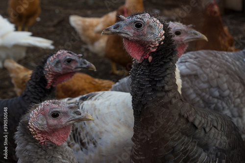 A herd of turkeys grazes in the pen. A herd of free-range domestic turkeys. Selective focus. Beautiful poultry close up