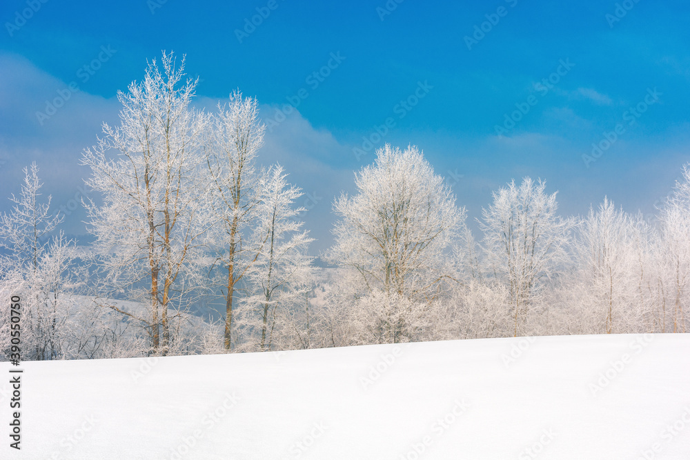 trees in hoarfrost on a snow covered meadow. wonderful wintertime scenery on the frosty morning in mountains. sunny weather with blue sky. true winter landscape trees in hoarfrost on a snow covered meadow. wonderful wintertime scenery on the frosty morning in mountains. sunny weather with blue sky. true winter landscape