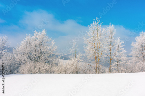 trees in hoarfrost on a snow covered meadow. wonderful wintertime scenery on the frosty morning in mountains. sunny weather with blue sky. true winter landscape © Pellinni