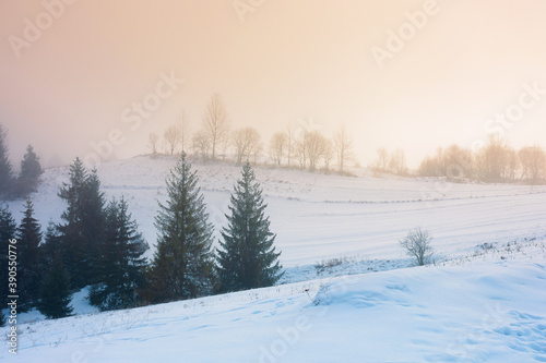foggy countryside at dawn. beautiful rural landscape in wintertime. trees on snow covered hills beneath a glowing sky © Pellinni
