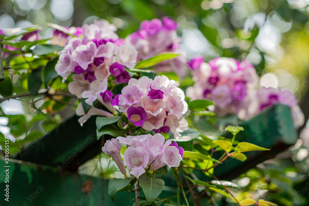 Beautiful Mansoa alliacea flower or Garlic vine flower in the garden.Purple and white flower. Beautiful Mansoa alliacea flower or Garlic vine flower in the garden.Purple and white flower.