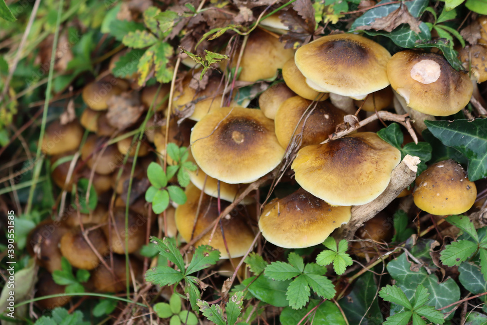 Clump of Honey Fungus in the forest. Armillaria mellea Clump of Honey Fungus in the forest. Armillaria mellea