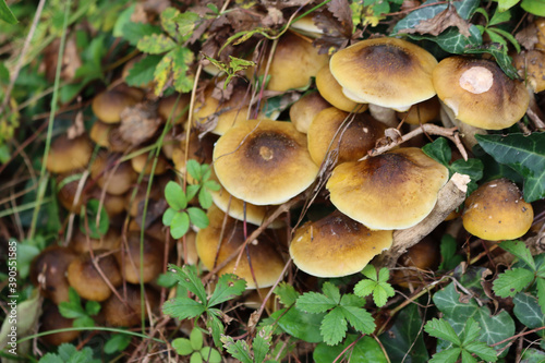 Clump of Honey Fungus  in the forest. Armillaria mellea