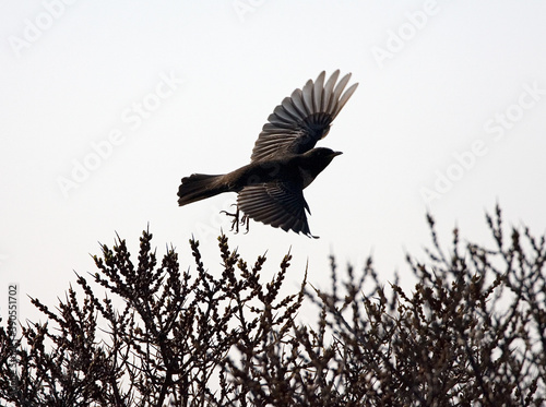 Ring Ouzel, Beflijster, Turdus torquatus photo