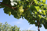 Ripe white vine grapes in the vineyard on a sunny day. Vitis vinifera