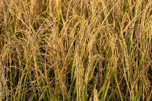 grass in the wind